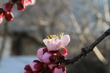 在美好的一天的樱花图片