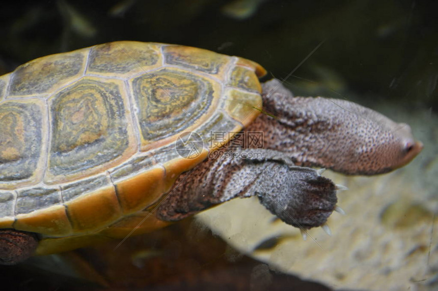 水族馆里的水龟高清图片下载-正版图片507348480-摄图网