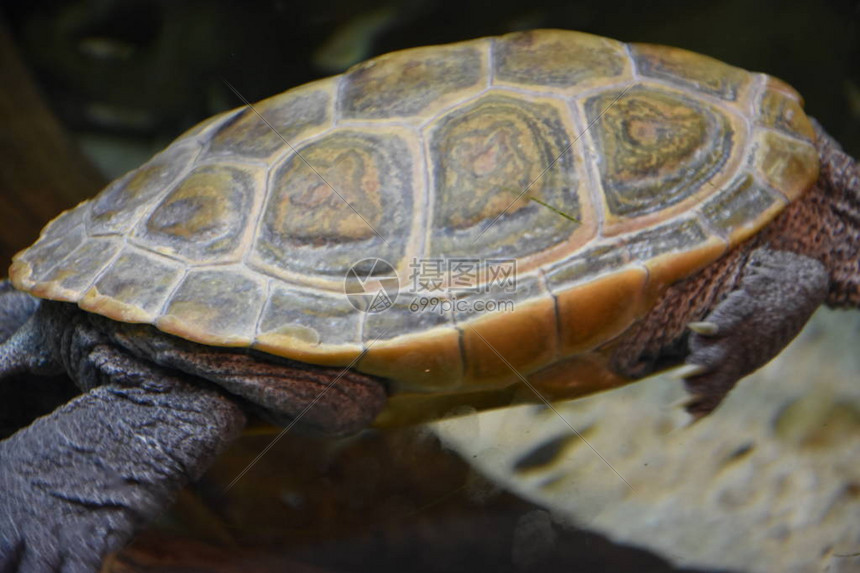 水族馆里的水龟高清图片下载-正版图片507348481-摄图网