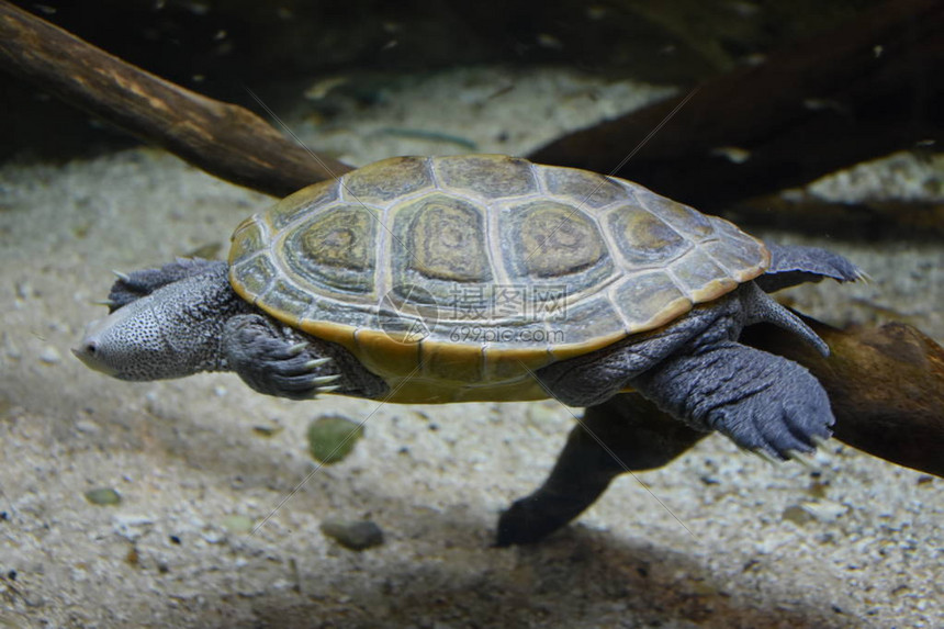水族馆里的水龟高清图片下载-正版图片507348483-摄图网