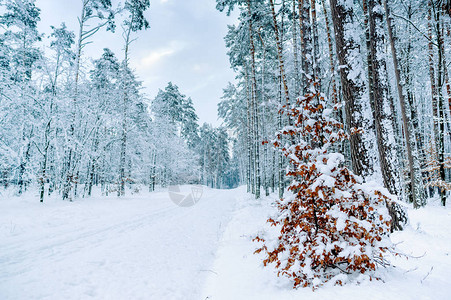 冬季森林自然风雪景观图片