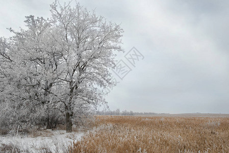 雪原的冬天风景图片