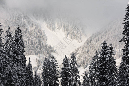 瑞士达沃斯附近的瑞士阿尔卑斯山脉白雪覆图片