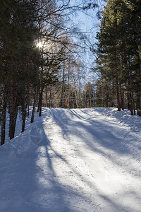 山林中滑雪者的道路树上的阳光图片