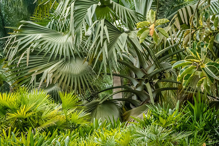 云南植物园热带植物群图片