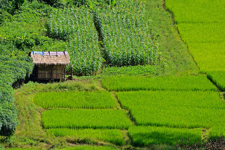 绿稻田和来自泰图片