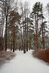 白雪皑的公园冬季景观中的人行道图片