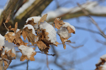 洒满雪的树干和树枝图片