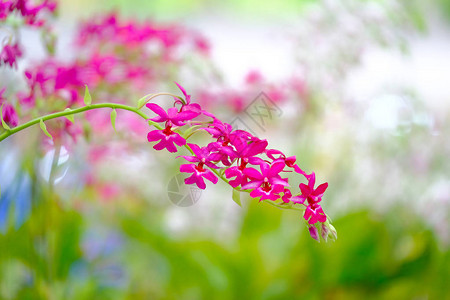 泰国花园里美丽的兰花图片