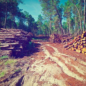 葡萄牙森林的伐木Insta图片