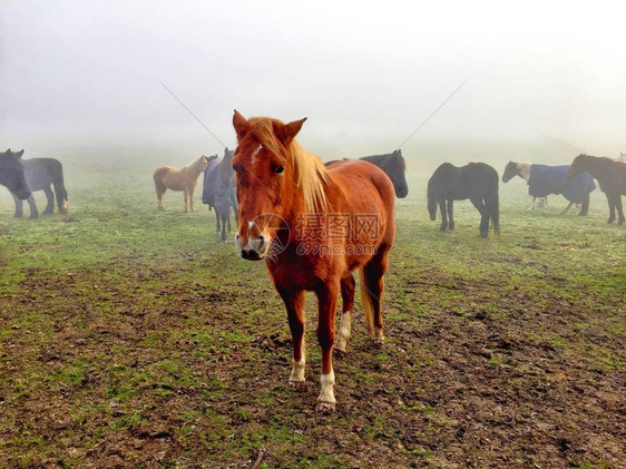 迷雾中的野马图片
