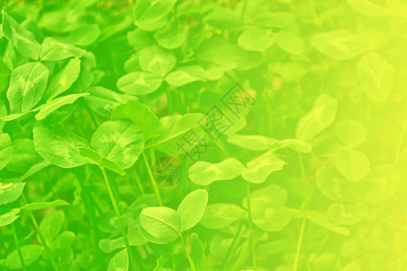 背景夏日风景中的绿色三叶草图片