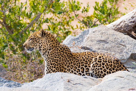 大豹正在攻击位置准备在岩石和灌木之间进行伏击南非克鲁格公园关闭图片