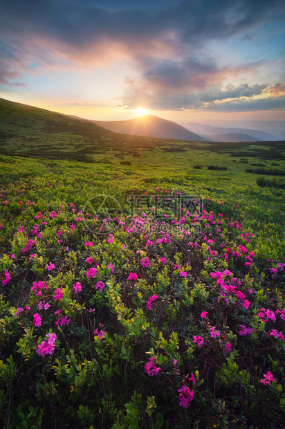 日出时山田的鲜花夏天美丽的自然风图片