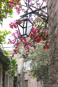 布德瓦老城鲜花和的城市街景图片