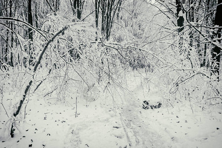 美丽的冬天白雪皑的森林图片