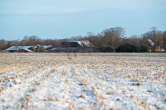 荷兰乡村景观中的冰冻农田图片
