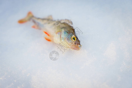 雪中的鱼图片