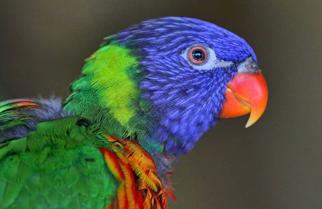 彩色的Lorikeet图片