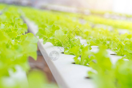 绿色橡树生菜水栽培植物农业植物蔬菜以健图片