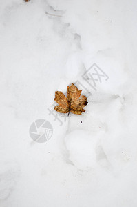 躺在雪地里的秋棕枫叶图片