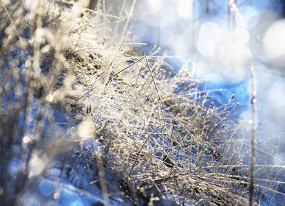 寒冷的冬天霜冻的草地植物和阳光下的花图片