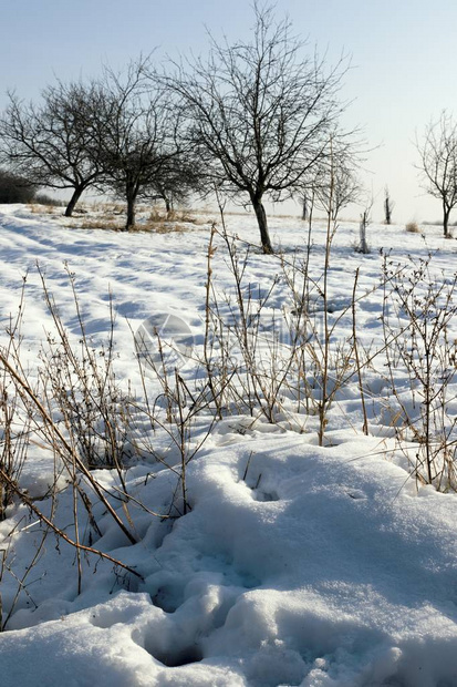 冬天的雪景和森林图片