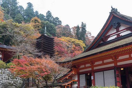 秋天在日本纳拉县坦背景图片