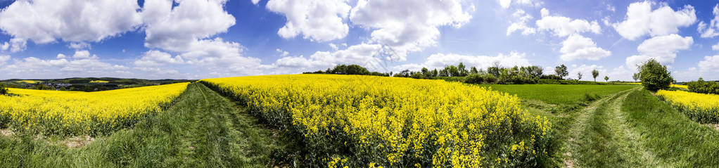 乌辛恩附近盛开的黄色油菜田的春天乡村图片