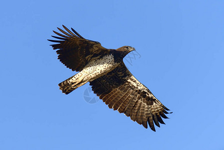 Tawny鹰Aquilarapax飞行图片