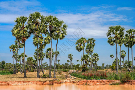 柬埔寨南部的农村热带乡村地图片