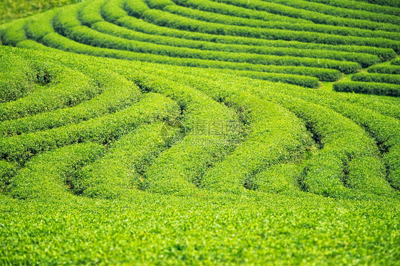 绿色茶叶农场的回灌和纹理泰图片