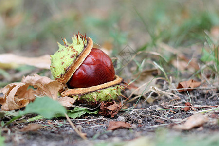 秋叶落自然堕落概念户外露面时在地上开图片