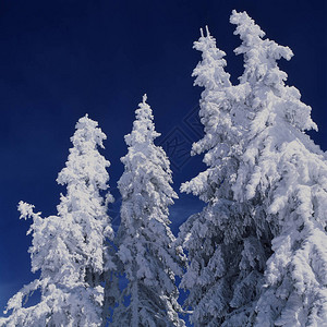 被雪淹没的迷人美丽的松树图片