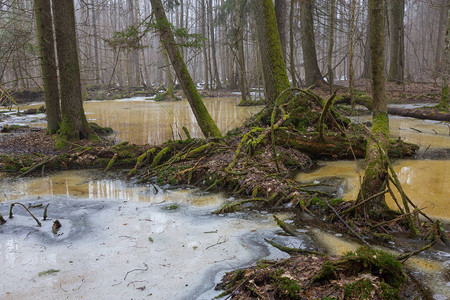 白洛威扎森林波兰欧洲州比亚洛维萨森林图片