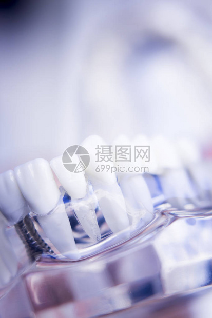 牙医齿塑料模型用于牙科诊所的教学习和患者咨询图片