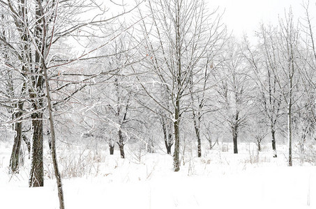有雪的树木的冬季景观图片