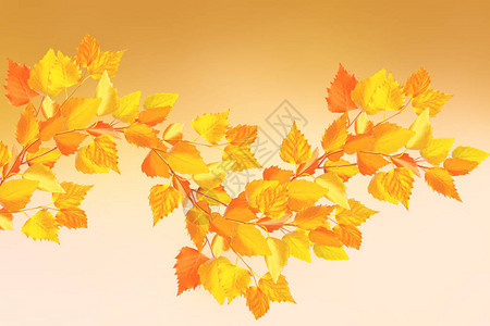 秋天的风景和鲜艳多彩的叶图片