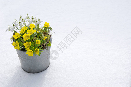 春天的初春冬天的雪花和下雪在锌锅里图片
