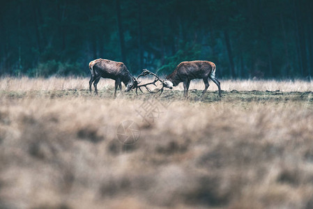 两只红鹿在森林草原图片