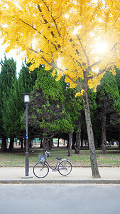 秋天黄叶树和日本大阪公园的黄叶树图片