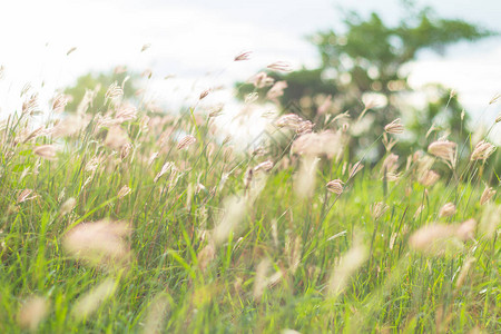 田野上的绿草和小野花美丽的夏日风景图片