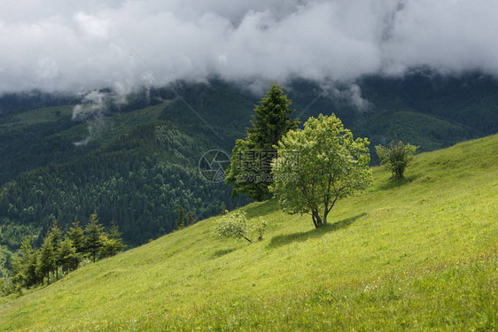山丘上满是森林的山坡其背景为山丘上图片