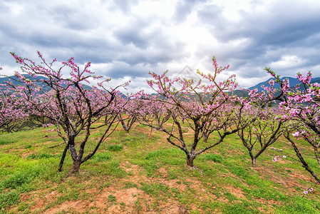 广东省高远原县地势平坦地区的PeachB图片