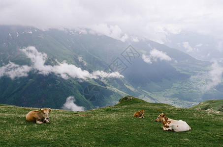 山地的夏季风景在高山草原上的红牛云气候泽莫斯瓦内蒂图片