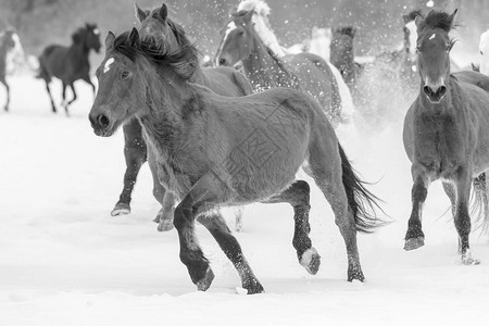 冷 雪一群马在山上的雪中奔跑背景