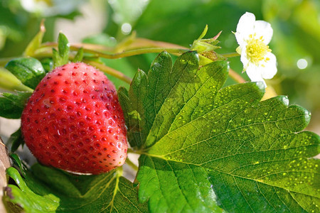 草莓成熟在一棵树上图片