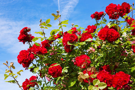 攀登的玫瑰是美丽的夏季背景红色的攀登玫瑰在图片