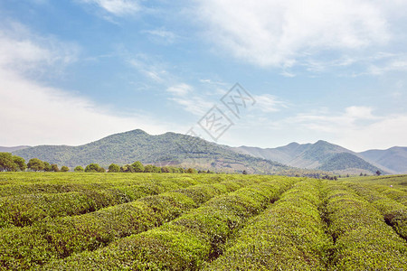 宜兴茶园在春天图片