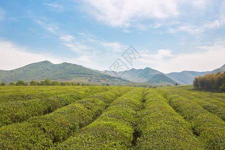 地方特色的茶园图片